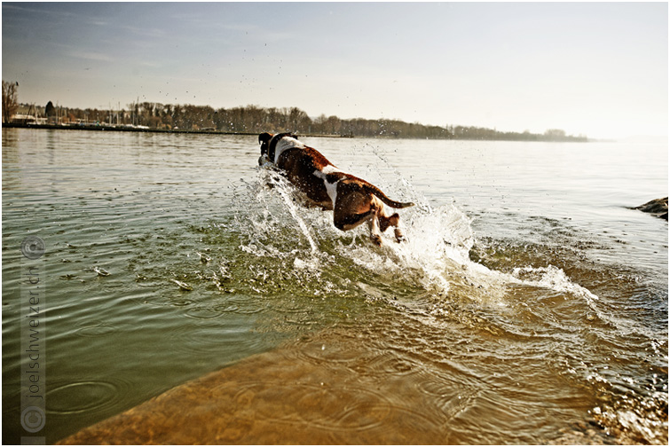 Foto Bielersee, Strandboden, Hund, Sprung ins Wasser