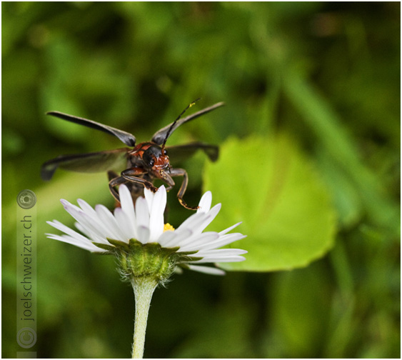 Foto Käfer fliegt von einem Gänseblümchen los